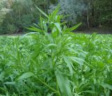 Rumex maritimus