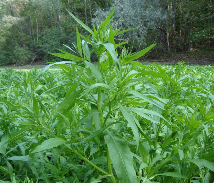 Image of Rumex maritimus specimen.