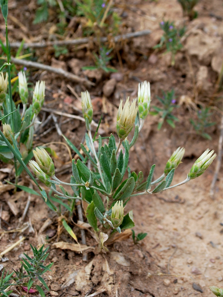 Image of Chardinia orientalis specimen.