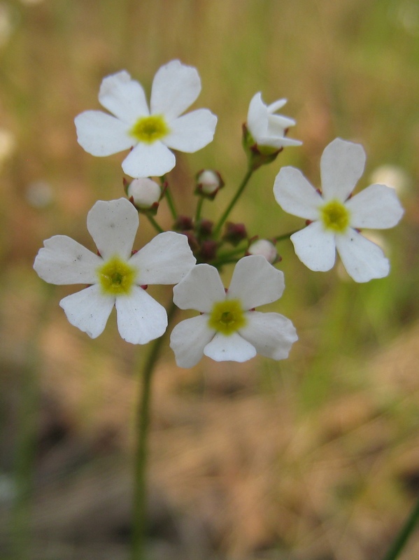 Image of Androsace lactiflora specimen.