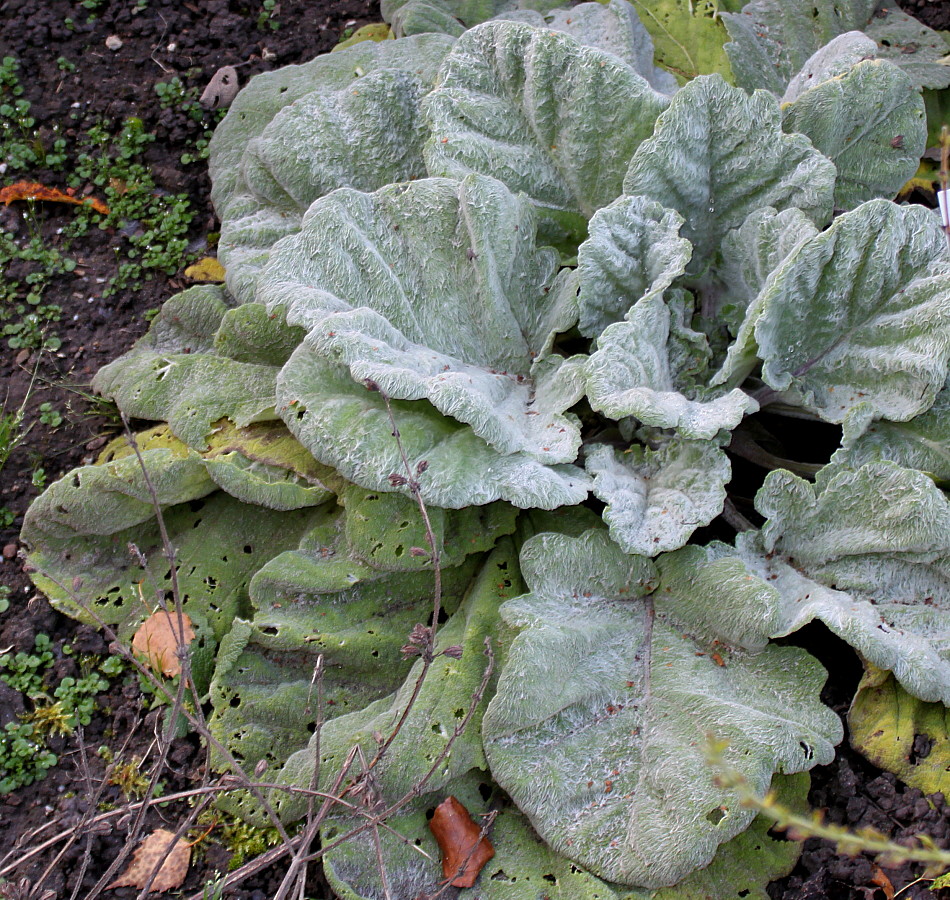 Image of Salvia argentea specimen.