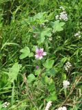 Malva sylvestris