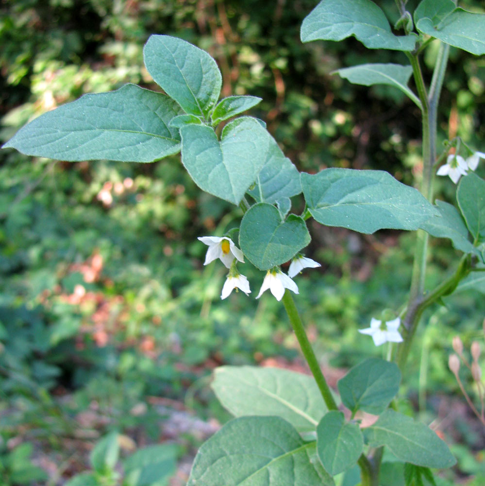 Изображение особи Solanum pseudocapsicum.