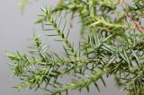 Juniperus × pfitzeriana. Побеги с ювенильными листочками. Германия, г. Кемпен, в культуре. 03.03.2013.