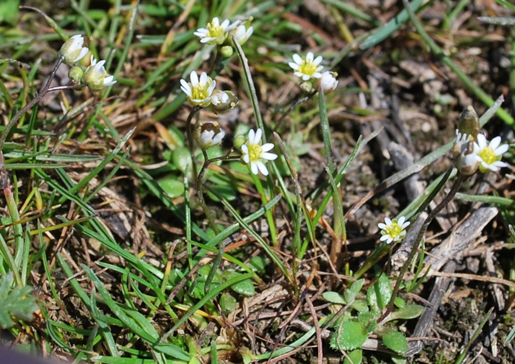 Изображение особи Erophila verna.