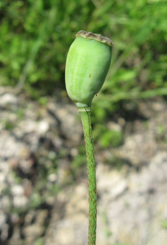 Изображение особи Papaver stevenianum.