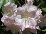 Rhododendron fortunei