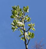 Image of taxon representative. Author is Валерий Куделя