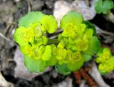 Chrysosplenium alternifolium. Верхушка цветущего растения. Ставропольский край, г. Кисловодск, Курортный парк средний, сырой облесенный берег ручья. 25.03.2013.