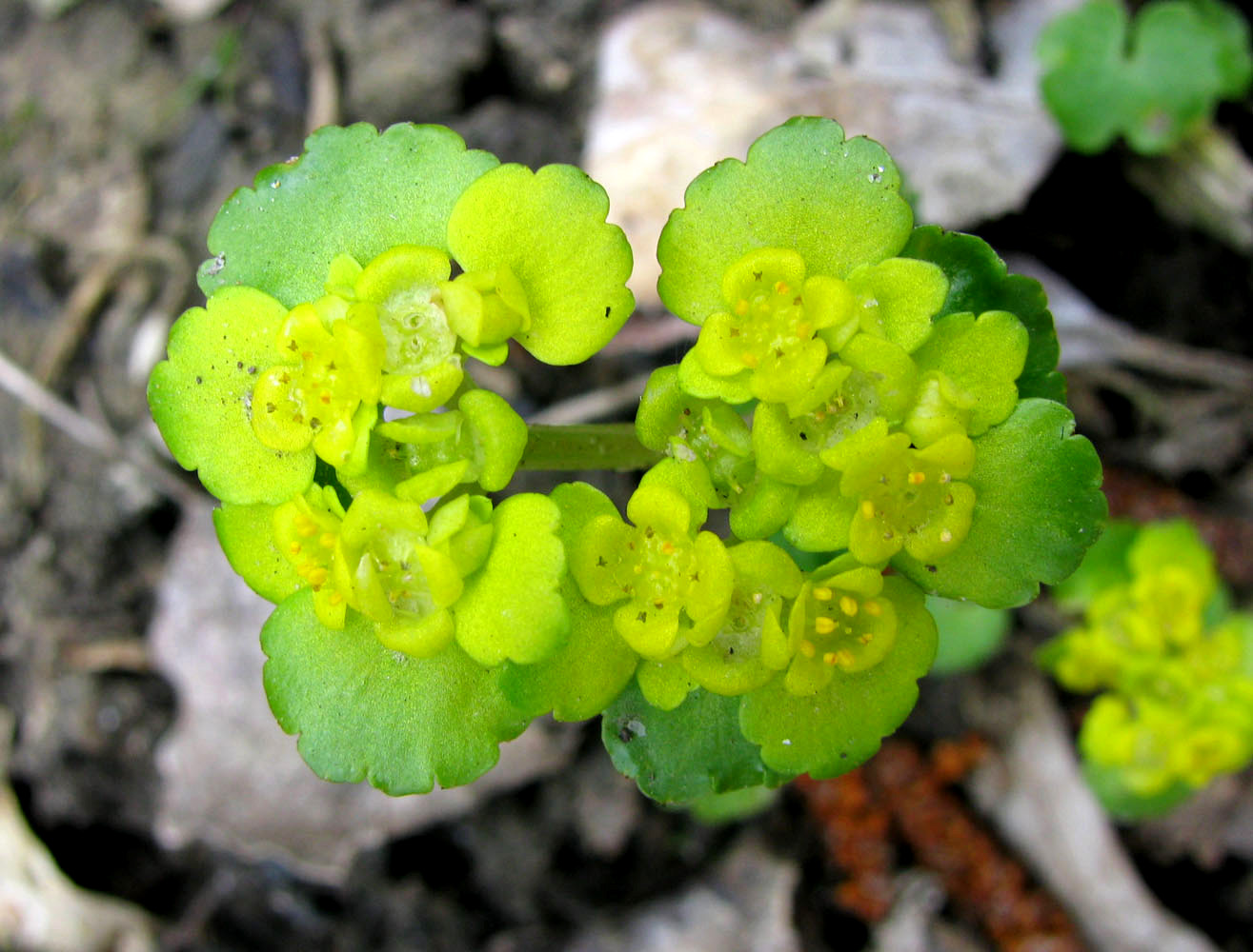 Image of Chrysosplenium alternifolium specimen.