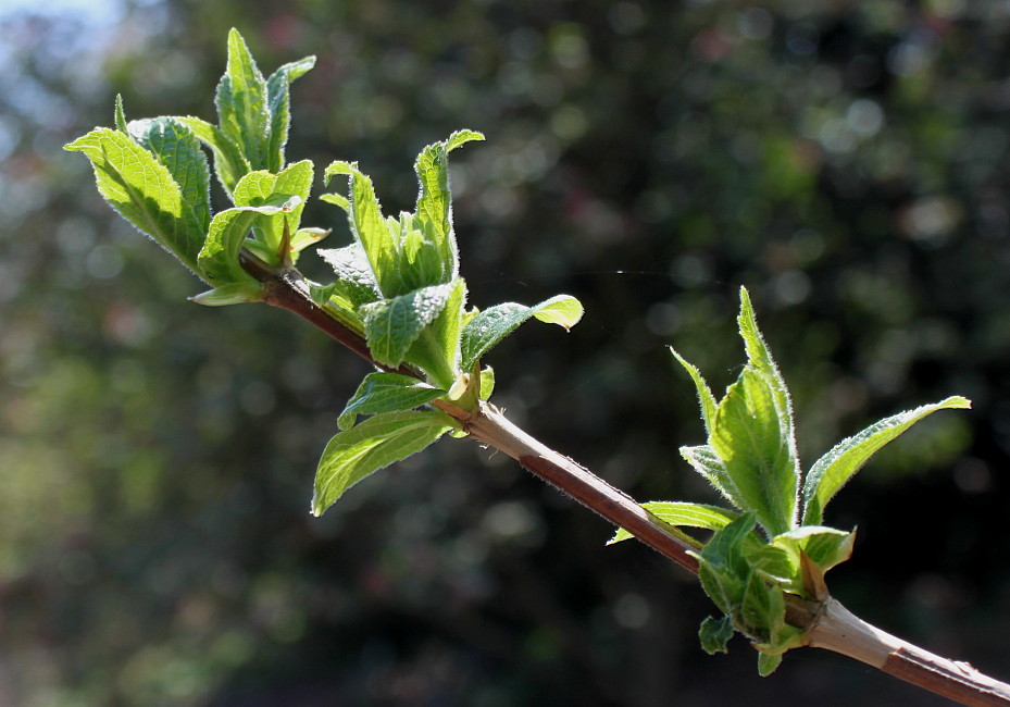 Изображение особи Weigela middendorffiana.