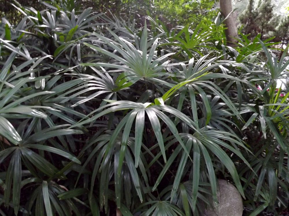 Image of Rhapis excelsa specimen.