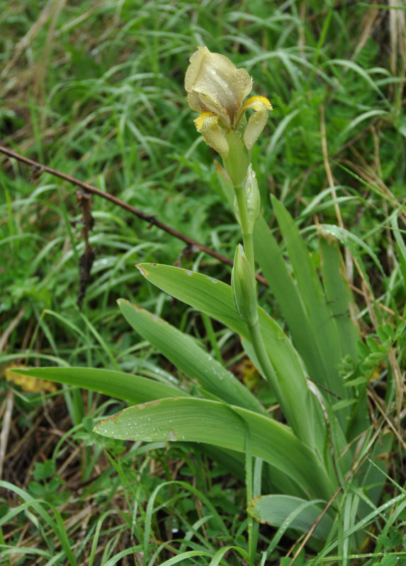 Изображение особи Iris imbricata.