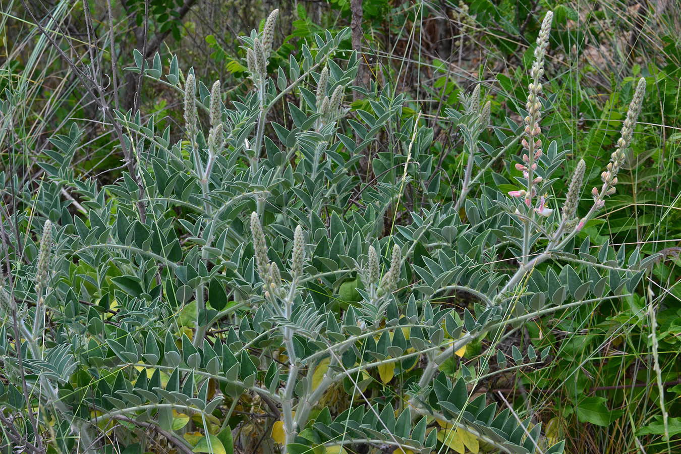 Изображение особи Onobrychis pallasii.