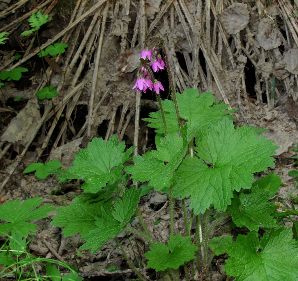 Image of Cortusa matthioli specimen.