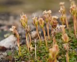 Diapensia lapponica. Растение с завязавшимися и прошлогодними сухими плодами. Окр. г. Мурманска, вершина сопки, лишайниковая тундра. 15.06.2013.