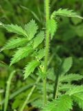 Agrimonia eupatoria