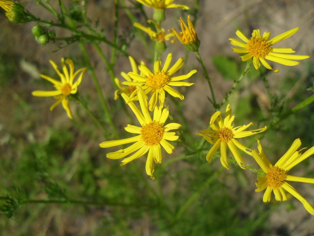 Image of Senecio borysthenicus specimen.