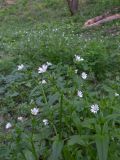 Cerastium holosteum