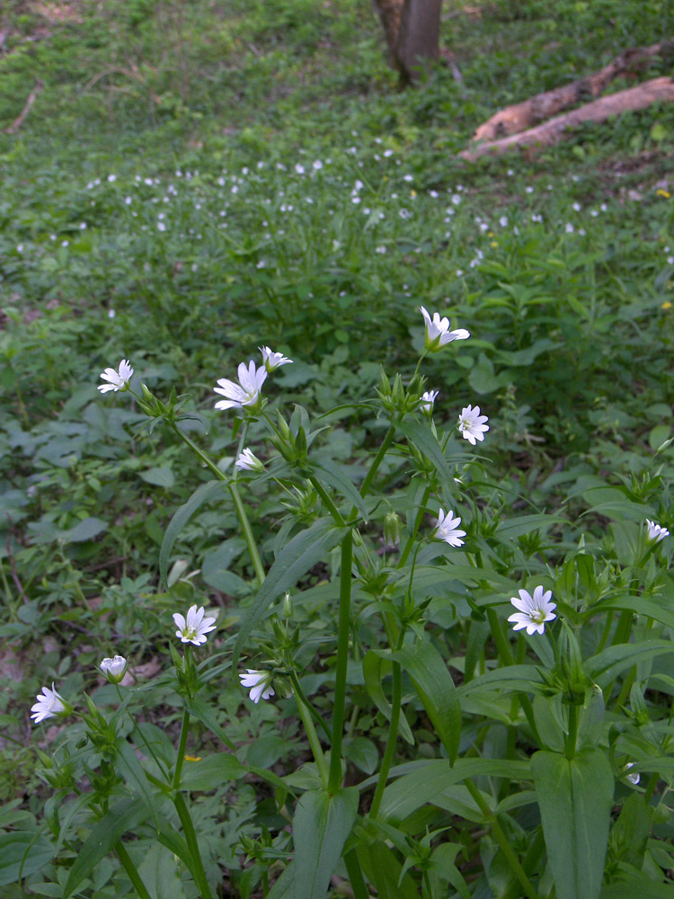 Изображение особи Cerastium holosteum.