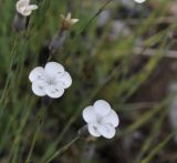 Dianthus minutiflorus