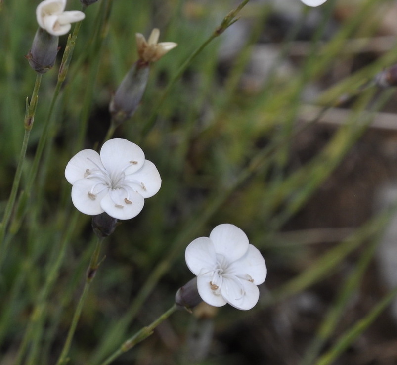 Image of Dianthus minutiflorus specimen.