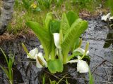 Lysichiton camtschatcensis