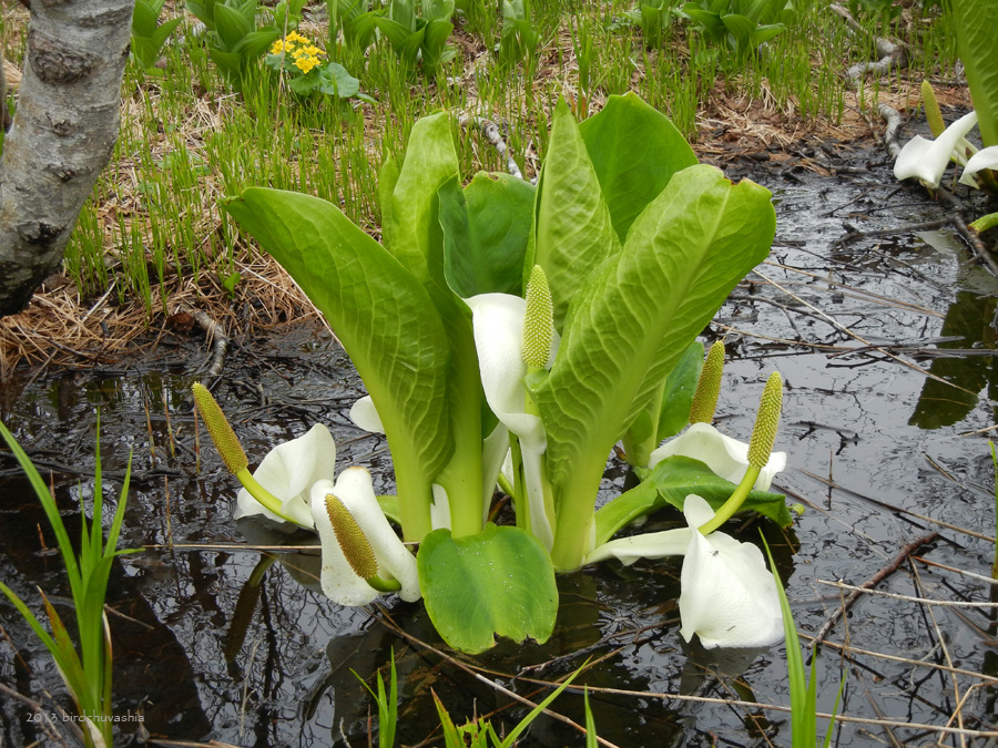 Изображение особи Lysichiton camtschatcensis.