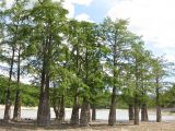 Taxodium distichum