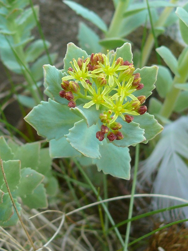 Image of Rhodiola rosea specimen.