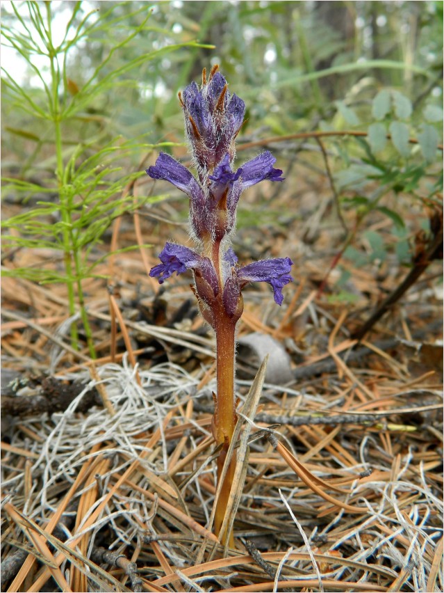 Image of Orobanche coerulescens specimen.