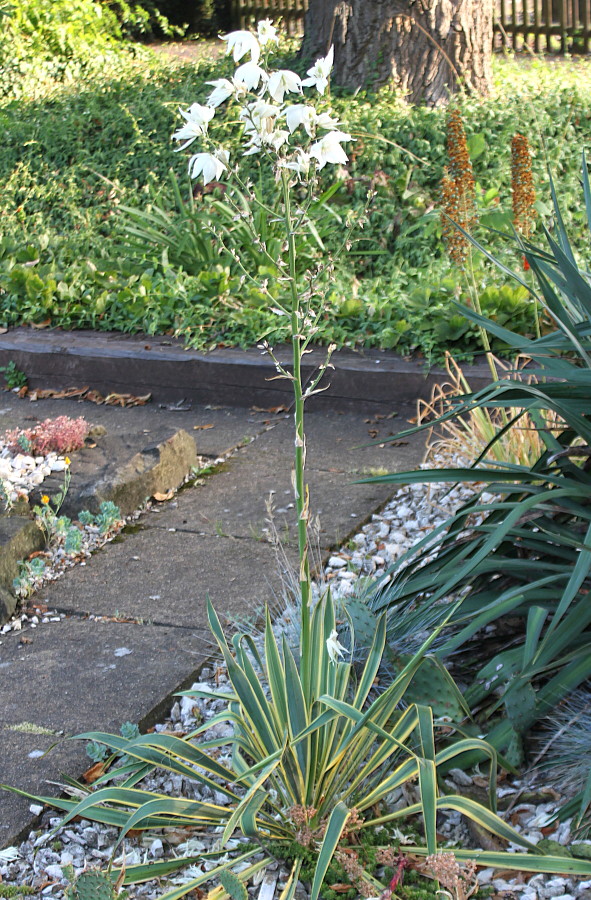 Изображение особи Yucca flaccida.
