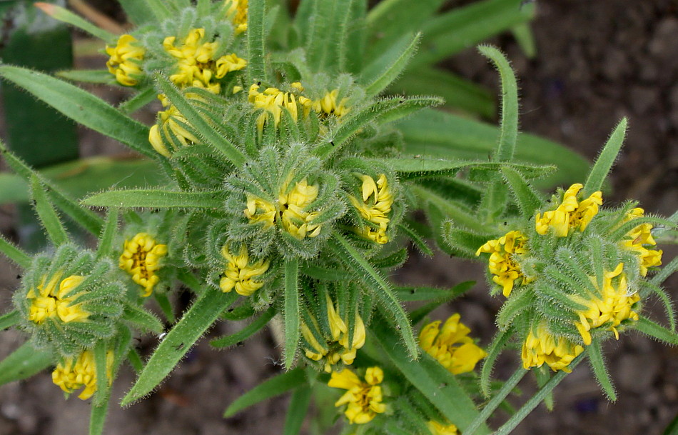 Image of Madia sativa specimen.