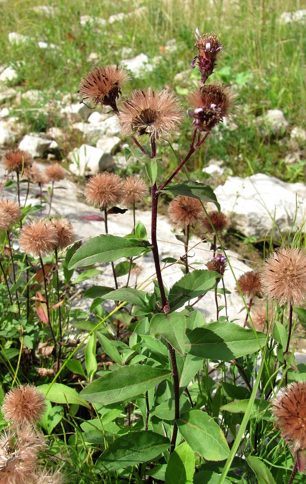Image of Aster sibiricus specimen.