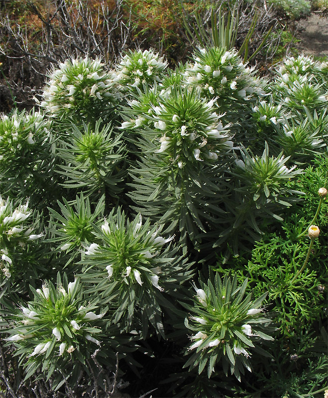 Изображение особи Echium aculeatum.