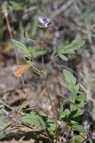 Erodium oxyrhynchum