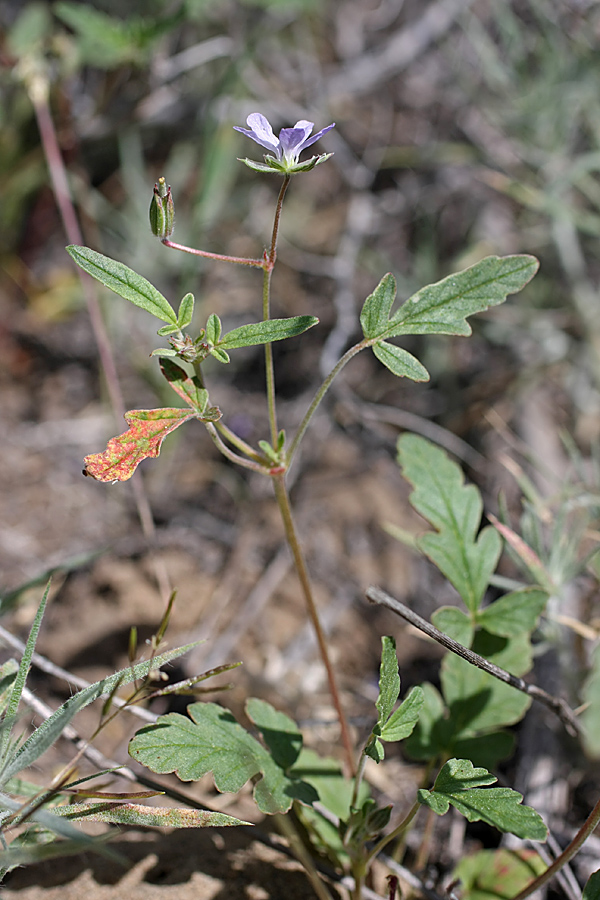 Image of Erodium oxyrhynchum specimen.