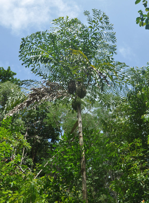 Image of Caryota mitis specimen.