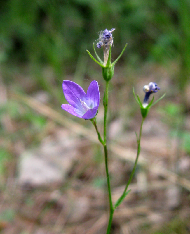 Image of Campanula patula specimen.