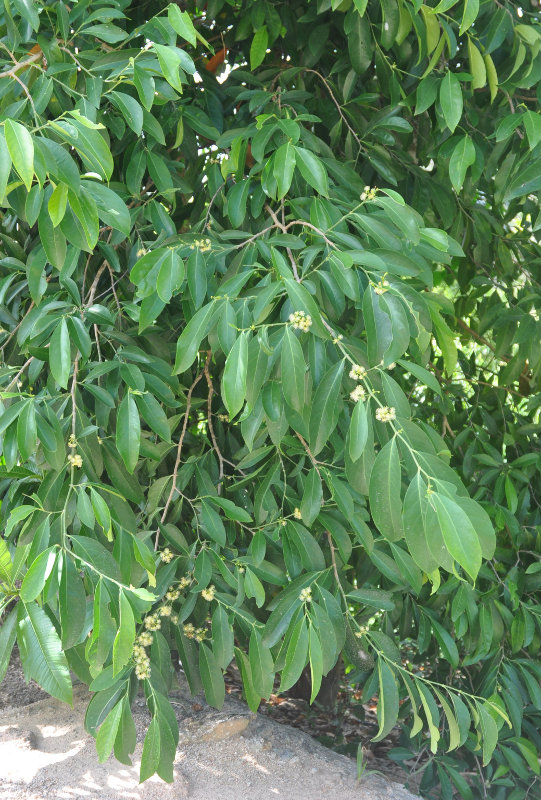 Image of Suregada multiflora specimen.