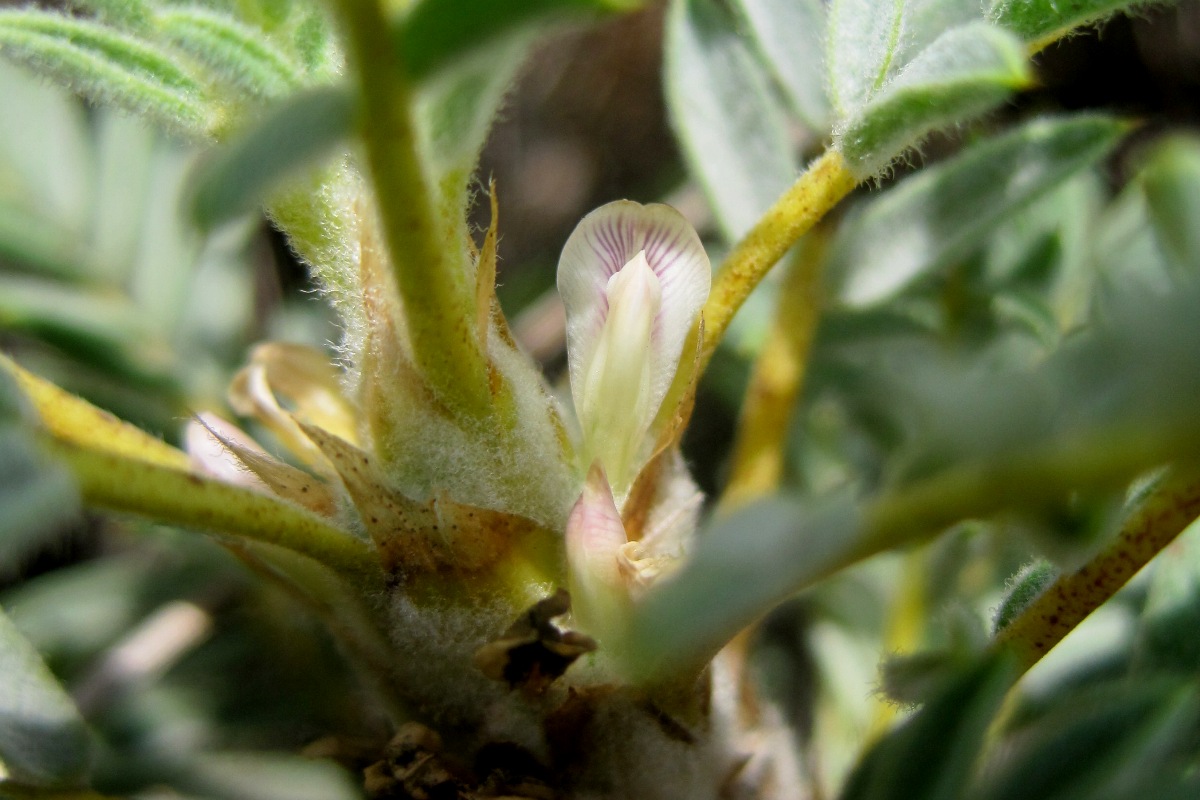 Image of Astragalus denudatus specimen.