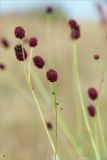 Sanguisorba officinalis. Соцветия. Кольский п-ов, Терский берег Белого моря, приморский луг. 08.08.2013.