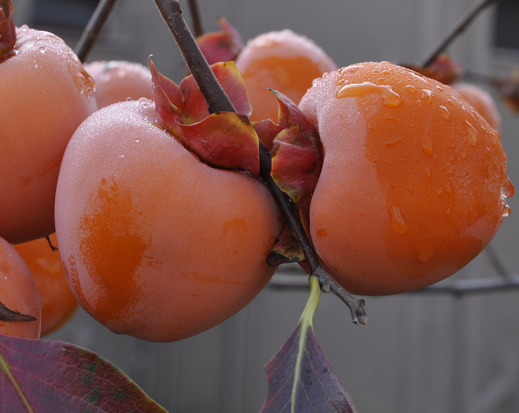 Изображение особи Diospyros kaki.