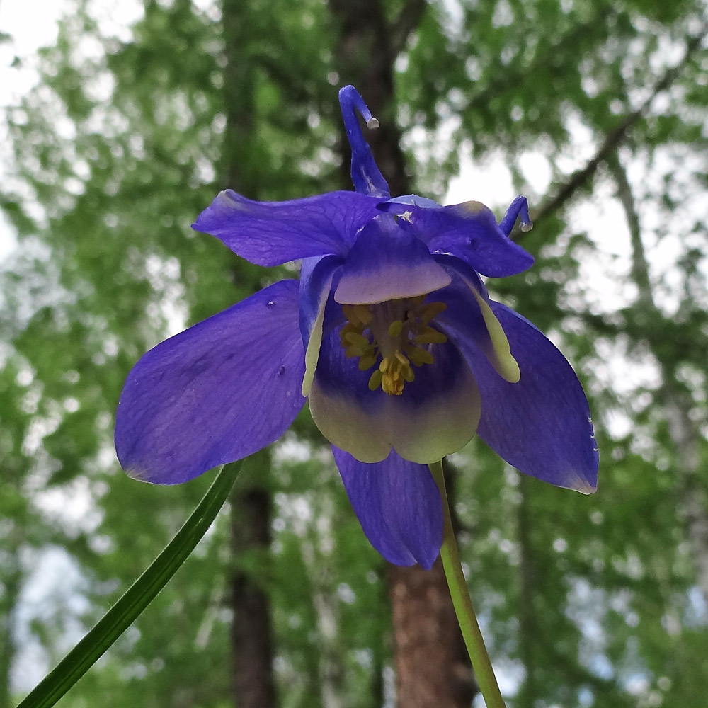 Image of Aquilegia sibirica specimen.