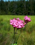 Silene armeria. Верхушка цветущего растения. Подмосковье, окр. г. Одинцово, разнотравный луг. Август 2013 г.