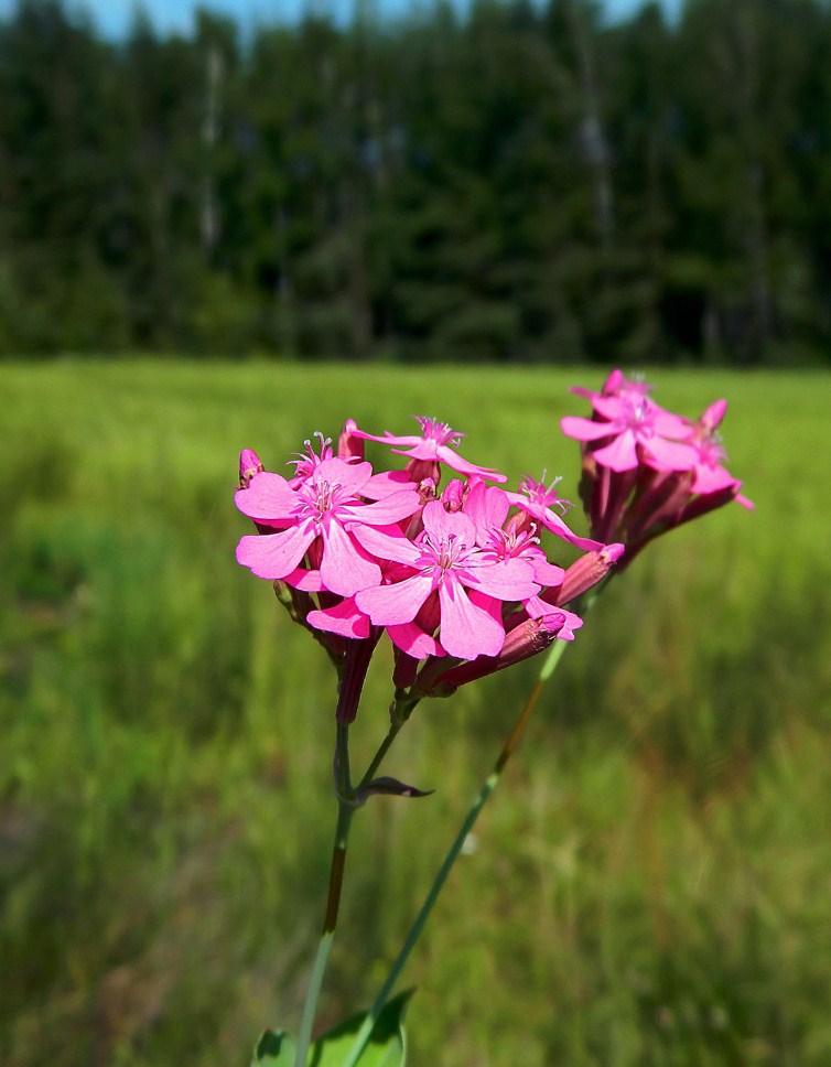 Изображение особи Silene armeria.