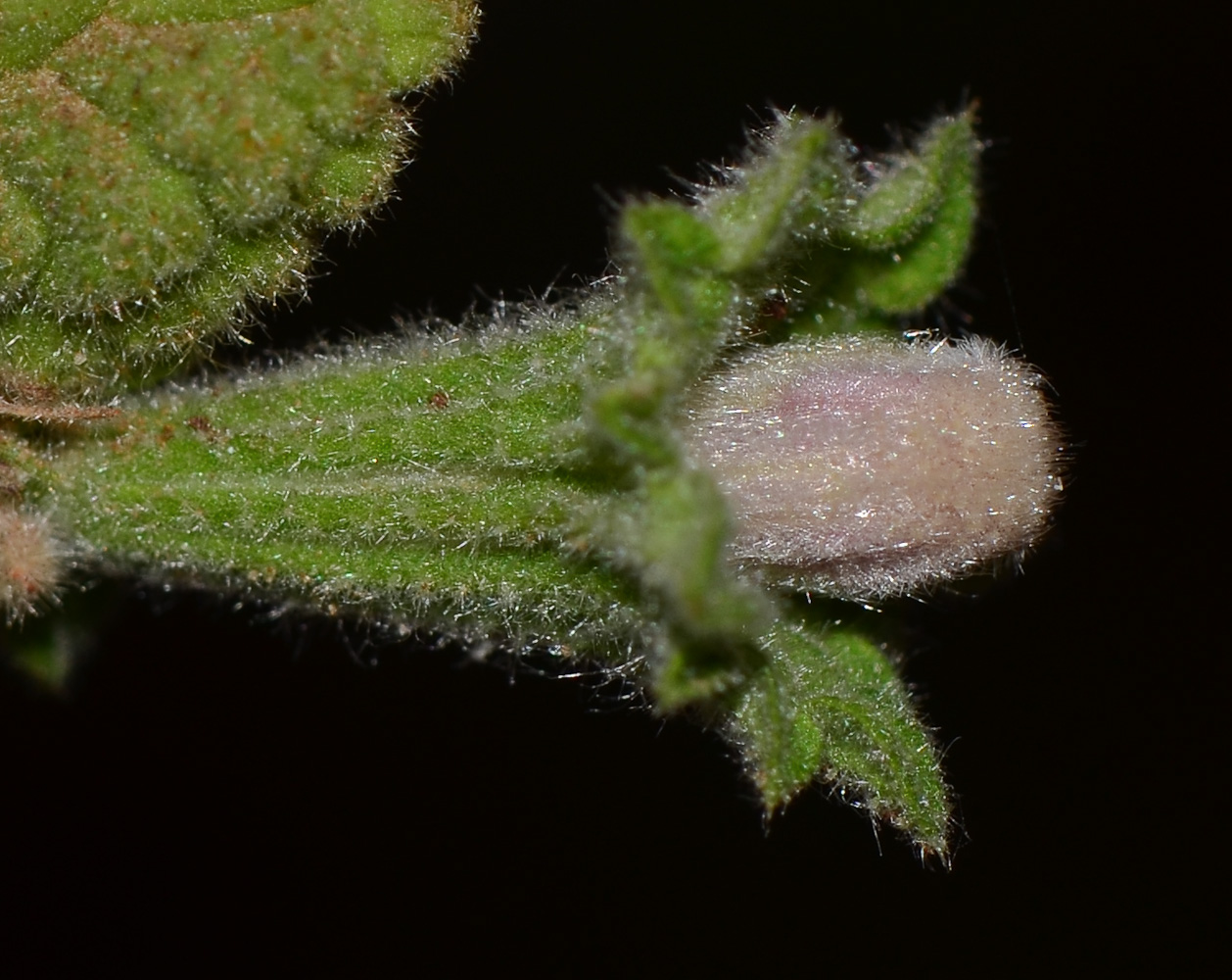 Изображение особи Ballota saxatilis.