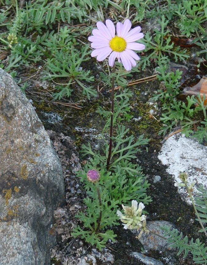 Изображение особи Chrysanthemum zawadskii.