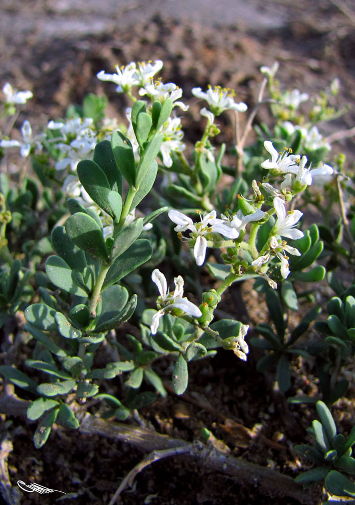 Изображение особи Nitraria sibirica.