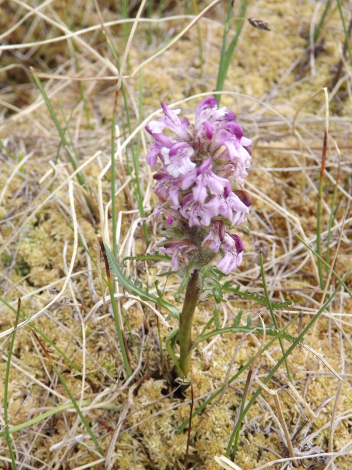 Изображение особи Pedicularis albolabiata.